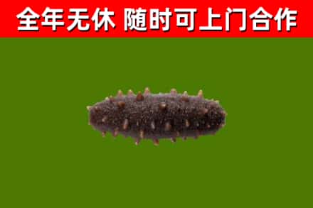 镇沅烟酒回收干海参.jpg